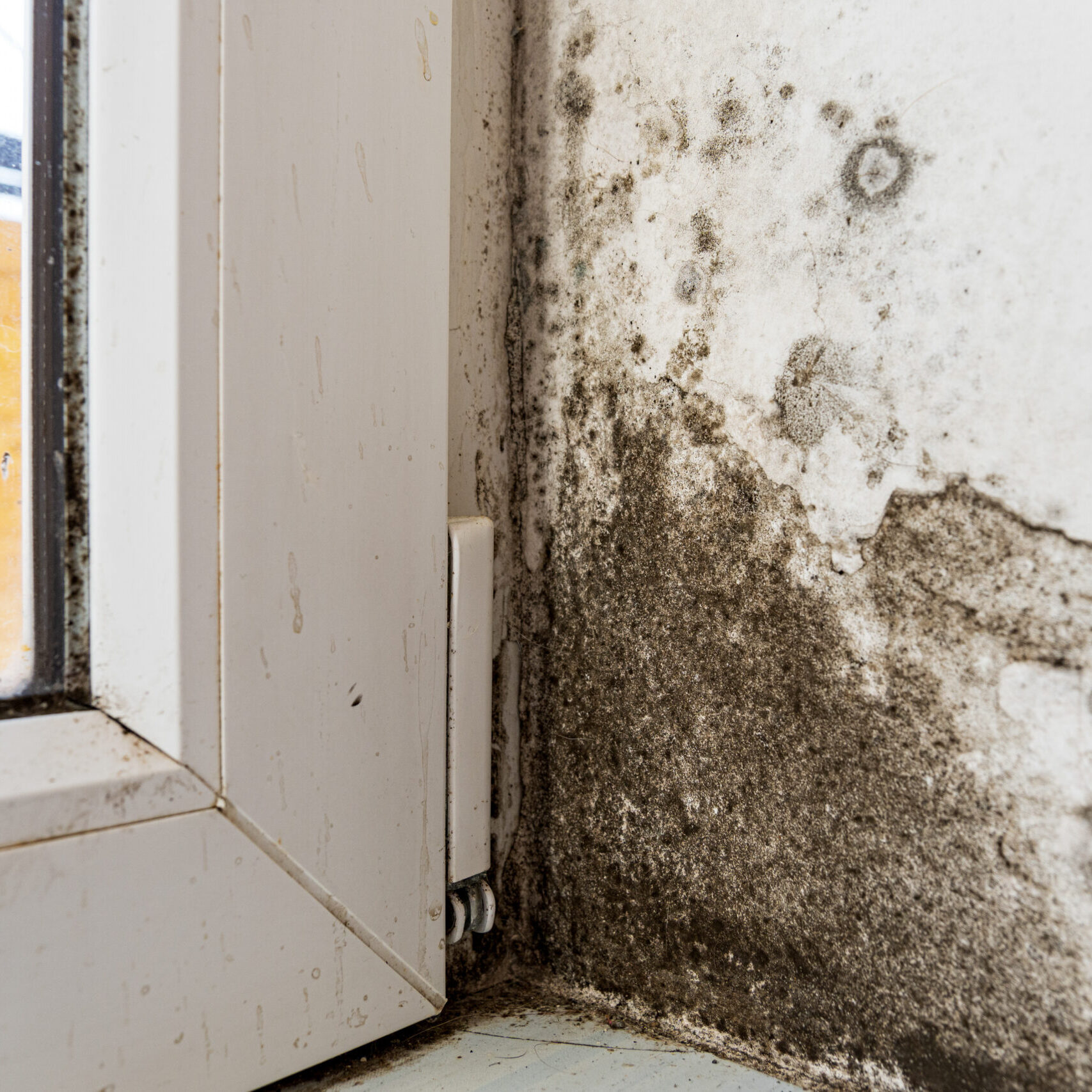 Dampness and high humidity lead to visible fungal growth and mildew buildup in the corner of a window, creating hygiene concerns.