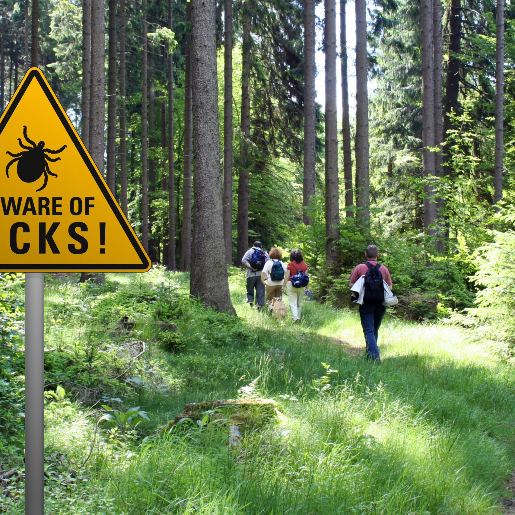 Warning sign "beware of ticks" in infested area in the green forest with walkers